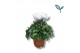 Cyclamen pers. super serie compact Cyclaam-WIT 17 cm diameter wit 