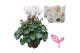 Cyclamen pers. super serie compact Cyclamen SPARKLE WHITE 20 cm diamet 