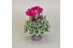 Cyclamen pers. super serie picasso Cyclamen SS Picasso Paars 20 cm dia 