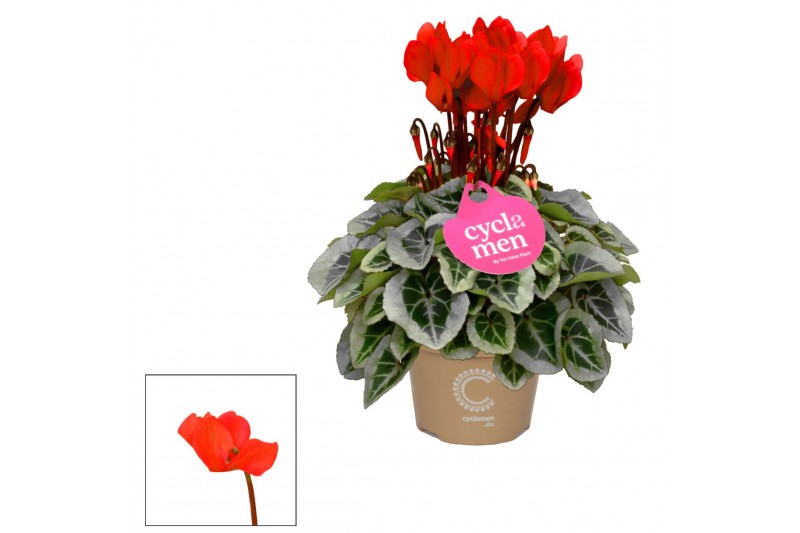 Cyclamen pers. super serie picasso Cyclamen SS Picasso Rood 22 cm diam 