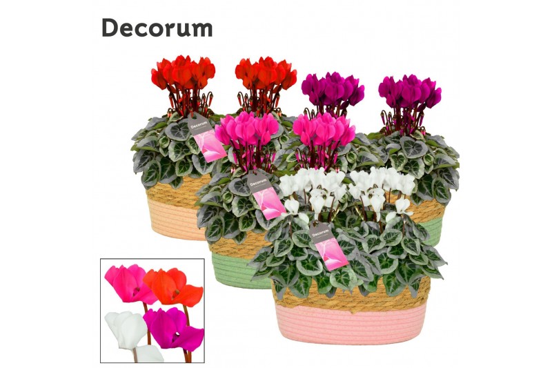 Cyclamen pers. super serie picasso Cyclamen SS Picasso Mix Fieldbasket 