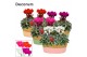 Cyclamen pers. super serie picasso Cyclamen SS Picasso Mix Fieldbasket 