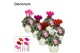 Cyclamen pers. super serie picasso Cyclamen SS Picasso Mix Ivy Ceramic 