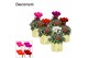 Cyclamen pers. super serie picasso Cyclamen SS Picasso Mix Laryssa shi 