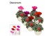 Cyclamen pers. super serie picasso Cyclamen SS Picasso Mix Melanie 22  