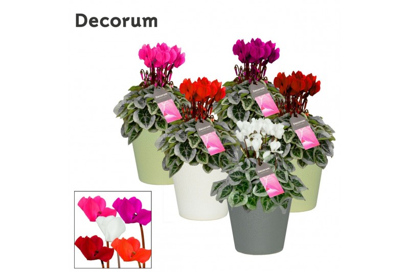 Cyclamen pers. super serie picasso Cyclamen SS Picasso Mix Ruby Decoru 