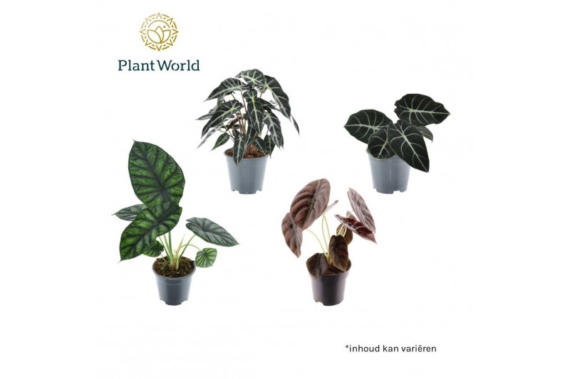 Alocasia mix Alocasia 3-4 soorten gemengd 1 pp 