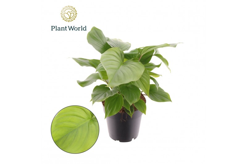 Homalomena rubescens maggy Homalomena rubescens Maggy 1 pp 