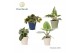 Kamerplanten mix Groenmix Island Saver in pot coco 1 pp 