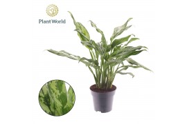 Aglaonema Aglaonema Juliette 2 pp