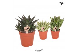 Succulenten mix Kolibri Greens Succulenten mix1 pp