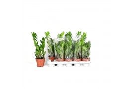 Zamioculcas zamiifolia Zamioculcas 2 veren blanco hoes2 tak/plnt
