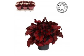 Begonia blad rex kohala red Bladbegonia Rex Kohala Red MUST HAVE1 pp