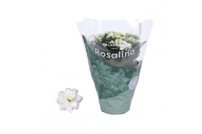 Kalanchoe rosalina don dione Kalanchoe Rosalina 12cm Don Dione wit1 pp 