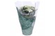 Kalanchoe rosalina don dione Kalanchoe Rosalina 12cm Don Dione wit1 pp 