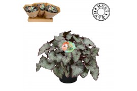 Begonia blad rex hawaiian silver Bladbegonia Rex Hawaiian Silver Must 