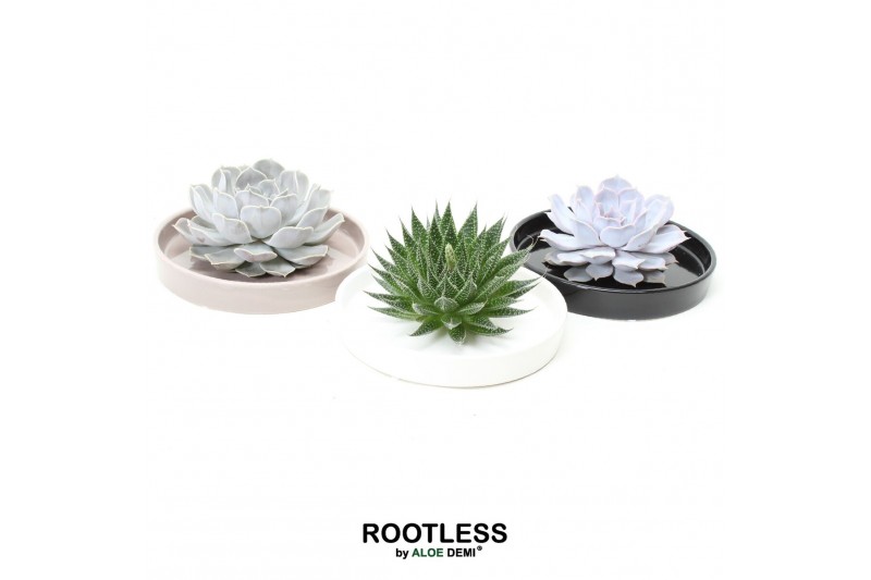 Arrangementen succulenten ROOTLESS Succulent, Panda bowl1 pp 