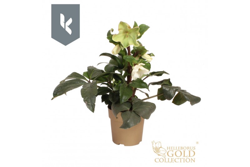 Helleborus hgc ice n roses white HGC Helleborus Ice N Roses White in g 