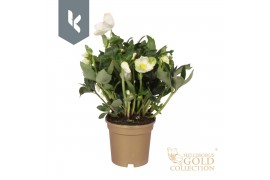 Helleborus hgc jonas HGC Helleborus Niger selectie in het goud30 bl.