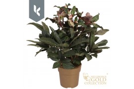 Helleborus x ballardiae hgc maestro HGC Helleborus Maestro in het goud
