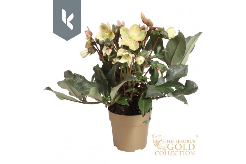 Helleborus hgc malory HGC Helleborus Malory in het goud20 bl. 