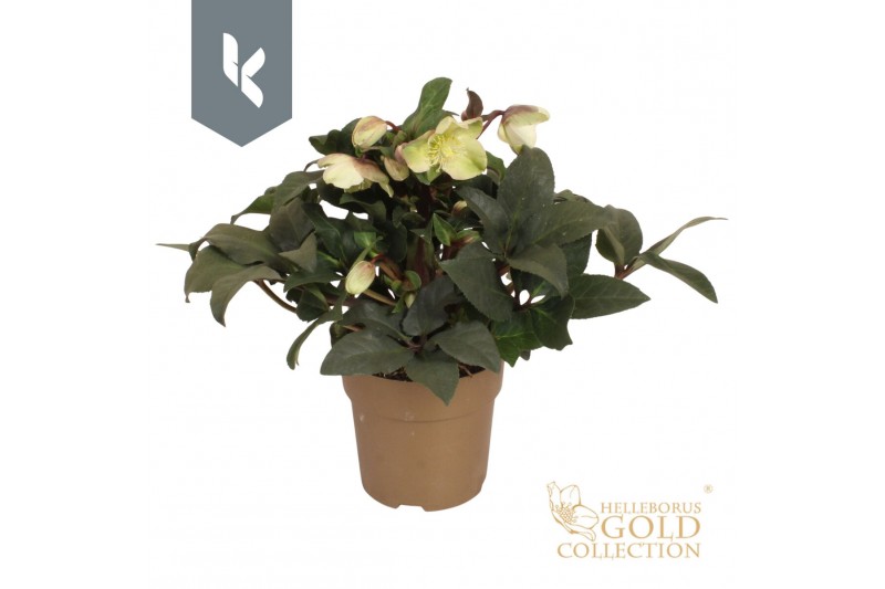 Helleborus hgc marlon HGC Helleborus Marlon in het goud20 bl. 