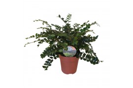 Pellaea rotundifolia Pellaea rotundifolia15 cm diameter