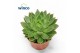 Echeveria agavoides Echeveria Agavoides1 bl. 
