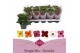 Kalanchoe mix Kalanchoe Favorita 6 colour mix - st 11 pp 