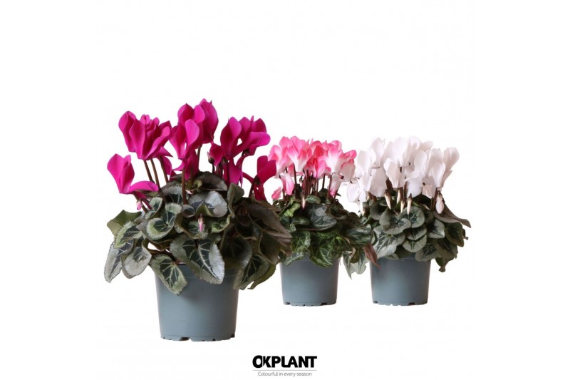 Cyclamen pers. midi Cyclamen mix25 cm diameter 1 pp 8 tak/plnt 
