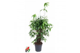 Dracaena surculosa Dracaena Surculosa10 pp