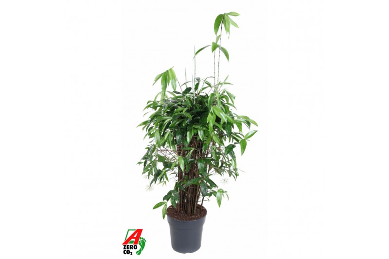 Dracaena surculosa Dracaena Surculosa10 pp 