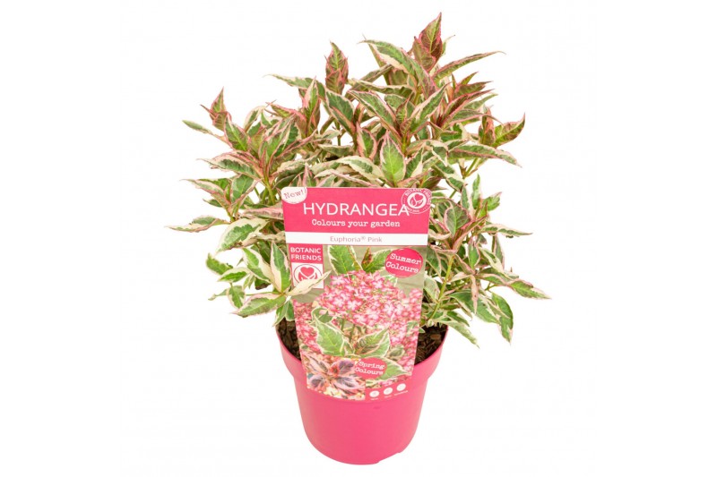 Hydrangea serrata Hydrangea serrata Euphoria Pink15 bl. 