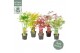 Acer palmatum Acer palm. diverse mix7 kleuren per kar 