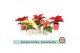 Euphorbia pul. mix Euph. Poinsettia Mini Mix in Exclusive Mix Pot 1 bl 