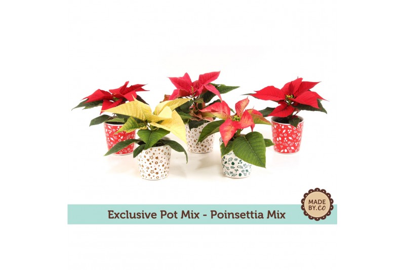 Euphorbia pul. mix Euph. Poinsettia Mini Mix in Exclusive Mix Pot 1 bl 
