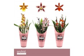 Cambria grp mix 3 kleuren Cambria, Mix 2-spike Orchid Collection Potco