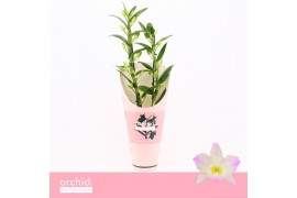 Dendrobium nobile spring dream kumiko Dendrobium Nobilé, Kumiko 2-spik