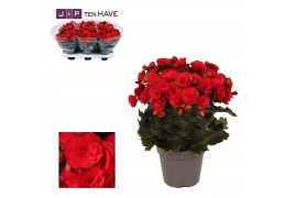 Begonia elatior du. grace Winterbegonia Grace rood 14 cm1 pp