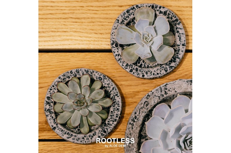 Echeveria mix ROOTLESS Echeveria, Koala MINI bowl1 pp 