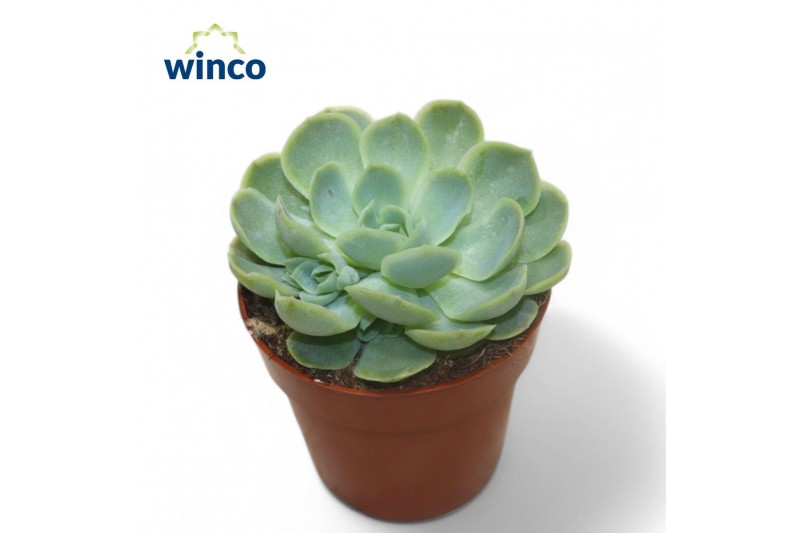 Echeveria Echeveria Zonnestraal1 bl. 