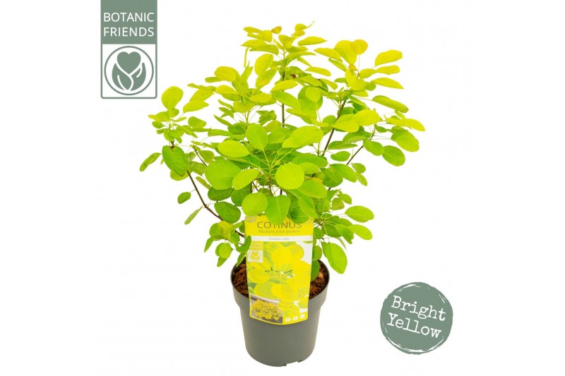 Cotinus coggygria Cotinus cog. Golden Lady ® 