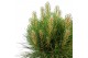 Pinus nigra Pinus nigra Summer Breeze ®40 cm cm stam 