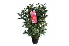 Camellia japonica dr king Camellia jap. Dr. King50 bl.