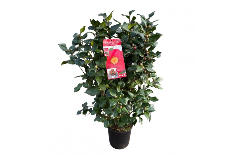 Camellia japonica dr king Camellia jap. Dr. King50 bl. 