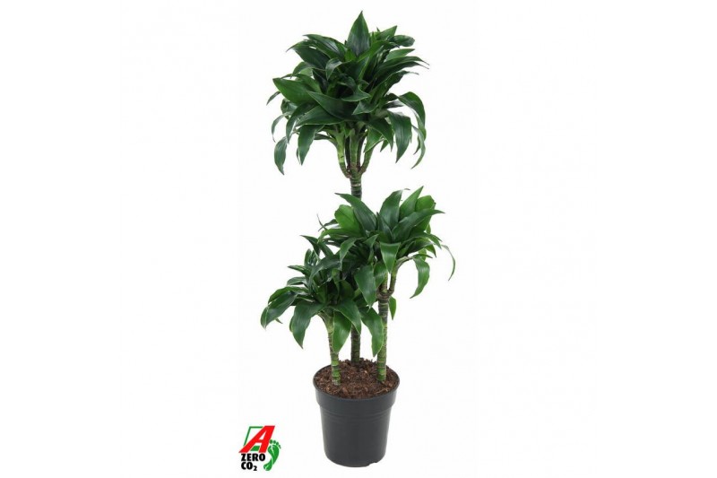 Dracaena fragrans Dracaena Tatuade 60-30-153 pp 