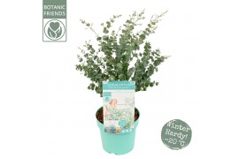 Eucalyptus gunnii  azura Eucalyptus gunnii Azura®