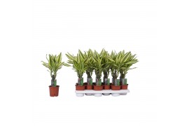 Dracaena fragr. yellow coast 1 PP