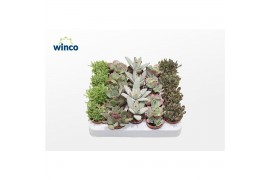 Kalanchoe mix Kalanchoe Mix3 pp