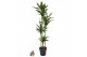 Dracaena fragrans cintho Dracaena Cintho4 pp 